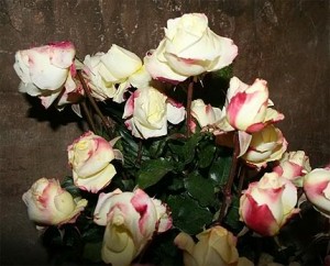 roses
